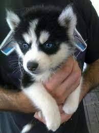 I am pet lover and in love with the mini husky breed commonly known as pomsky. Miniature Siberian Husky Puppies Orlando Siberianhusky Huskypuppies Miniature Husky Husky Puppy Cute Husky Puppies