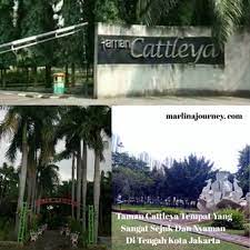 Di taman buah mekarsari juga memiliki suatu hal yang menarik yaitu terdapatnya dua akomodasi yang bisa di gunakan oleh setiap pengunjungnya yang berupa rumah kayu dan d'cabin. Taman Cattleya Tempat Yang Sangat Sejuk Dan Nyaman