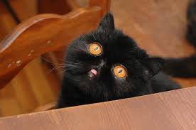 Black And White Cat With Orange Eyes Those Mysterious Black Cats Cute Cats And Kittens Funny Cat Pictures Funny Animals