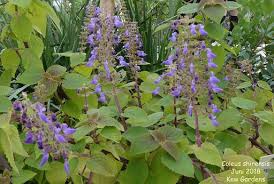 Image result for Coleus hereroensis