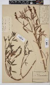 Image result for Indigofera praticola