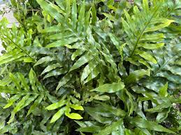 Image result for Microsorum scolopendria