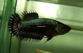 Black Dragon Ctpk Female Betta Fish Betta Fish Pet