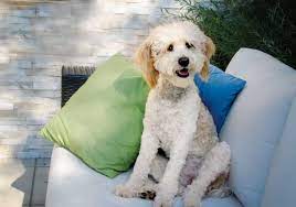 Ch texas may lynn cbrd of csbb owner name. The 12 Calmest Poodle Mixes With Pictures Poodle Report