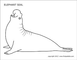 How to identify harbor seals. Elephant Seal Free Printable Templates Coloring Pages Firstpalette Com