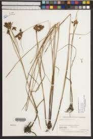 Image result for Bolboschoenus glaucus