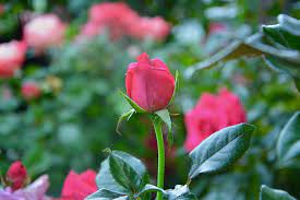 From delicate blossoms to roses, we have whatever you fancy. Hd Wallpaper Flower Pink Button Rose Rosebush Roses Green Leaves Plants Wallpaper Flare