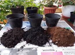 Cara yang lain adalah dengan menempatkan pot tanaman di atas tanah (dengan diberi pengganjal atau batu bata di bawah pot). Informasi Cara Menanam Bunga Krokot Dan Segudang Manfaatnya Abahtani