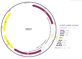 Andrea putnam, geraldine seydoux, in methods in enzymology, 2021. Pbad24