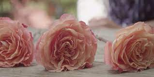 We did not find results for: 5 Creative Ways To Preserve Funeral Flowers Bakken Young Funeral Home River Falls And New Richmond Wi