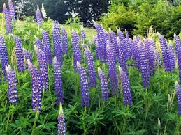 There are over 200 wild species of lupine, and most are north american natives. Lupinus Kastellan Blaue Lupine