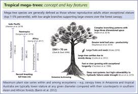 Riddles not only provide fun, but also help children learn to think and reason. Critical Role And Collapse Of Tropical Mega Trees A Key Global Resource Sciencedirect