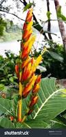 Image result for Sanchezia speciosa