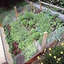 Here S What You Need To Know To Start Your First Vegetable Garden Vegetable Garden Design Vegetable Garden Planning Vegetable Garden Planner