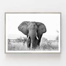 Black And White Elephant Wall Pictures Elephant Print Black And White Elephant Wall Art Elephant Art Print Elephant Photography Horizontal Wall Art Digital Download Printable In 2020 Elephant Photography Elephant Art Horizontal Wall Art