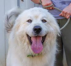 On weekends, teddy's wagon travels throughout. Pets For Adoption At Big Fluffy Dog Rescue In Nashville Tn Petfinder