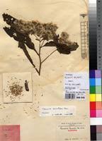 Image result for Vernonia auriculifera