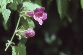 Image result for Gesneriaceae