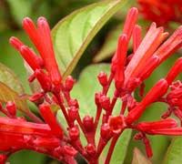 The flower which the firebush produces is very beautiful and unique with a mixture of yellow and. Dwarf Firebush Hamelia Patens Compacta 1 Gallon Shrub Tropical Perennial Tropical Plants Flowering Gardener Direct