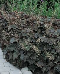 Image result for Pentas micrantha