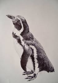 The african penguin is a medium sized penguin that is the only penguin that is native in africa. I Spent Months Creating Ball Point Pen Drawings Drawings Penguin Art Cool Art Drawings