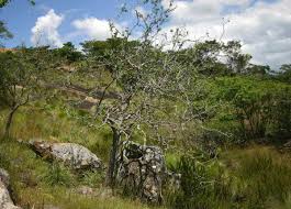 Image result for Euphorbia matabelensis