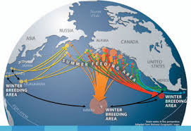 A new study finds that the western south atlantic humpback population has grown to 25,000 whales. More On Humpbacks Jupiter Research Foundation