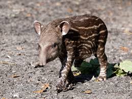 Tapir was an elderly male rainwing who was mentioned several times in the hidden kingdom, and was one of the seventeen rainwings imprisoned on the nightwing island. Tapir Geboren Jaderpark