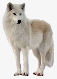 O Lobo Branco Clitoris De Lobo Branco Lobo Imagem Png E Psd Para Download Gratuito Zoo Prints White Wolf Animals Wild