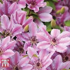 Check spelling or type a new query. Clematis Nelly Moser Plants Thompson Morgan