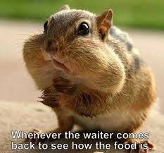 More images for funny pictures of chipmunks » I Can Has Cheezburger Chipmunks Page 2 Funny Animals Online Cheezburger