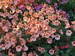 Image result for ostruhatka