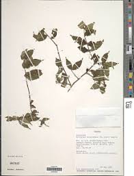 Image result for Rytigynia decussata