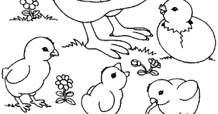 Kali ini, kita mengenal warna dengan mewarnai. Mewarnai Gambar Ayam Untuk Anak Tk Download Kumpulan Gambar