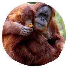 Ape Cam San Diego Zoo Orangutan San Diego Zoo Pet Cam