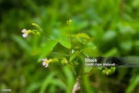 Image result for Oxalis barrelieri