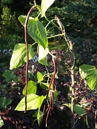 Image result for Vigna unguiculata