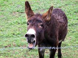 New king james version does the wild donkey bray when it has grass, or does the ox low over its fodder? Braying Donkey Youtube