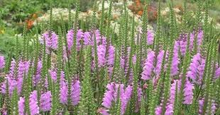 Kellopeippi Plants