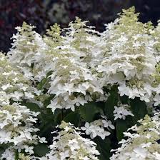 Гортензия метельчатая Magical Starlight (Мэджикал Старлайт)