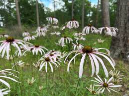 Image result for Rhynchosia chapmanii