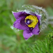 Ne Kadar Kapsamli Bir Dua Omer Radiyallahu Anh Gece Namaza Kalktiginda Soyle Dua Ederd Purple Flowers Flowers Purple