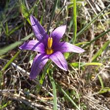 Image result for Romulea