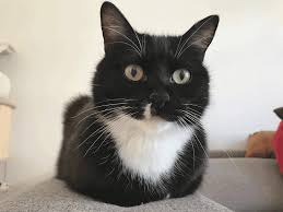 Hier finden sie die passenden vertreibungsmittel. Katzenkot Im Sandkasten Was Tun Tippscout De Tippscout De