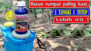 Check spelling or type a new query. Racun Rumput Yang Paling Ampuh Racun Rumput Paling Kuat Racun Rumput Ampuh Herbisida Rumput Youtube