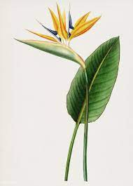 Download Premium Illustration Of Vintage Illustration Of Bird Of Paradise Vintage Illustration Illustration Birds Of Paradise