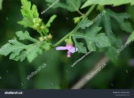 Image result for Urena lobata