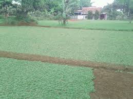 Kami menjual rumput gajah mini dengan harga grosir yang paling murah, kami merupaka penyedia gajah biasa paling terpercaya di seluruh wilayah di indonesia. Tukang Rumput Depok Tukang Rumput Murah Tukang Taman