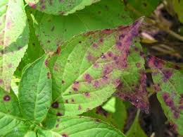 Image result for Cercospora hydrangea