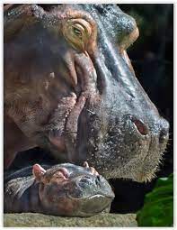 Pin By Melissa Clark Knight On Hippos Baby Hippo Cute Hippo Hippopotamus